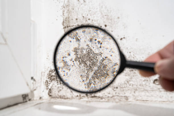 Why You Should Choose Our Mold Remediation Services in Prospect Park, PA